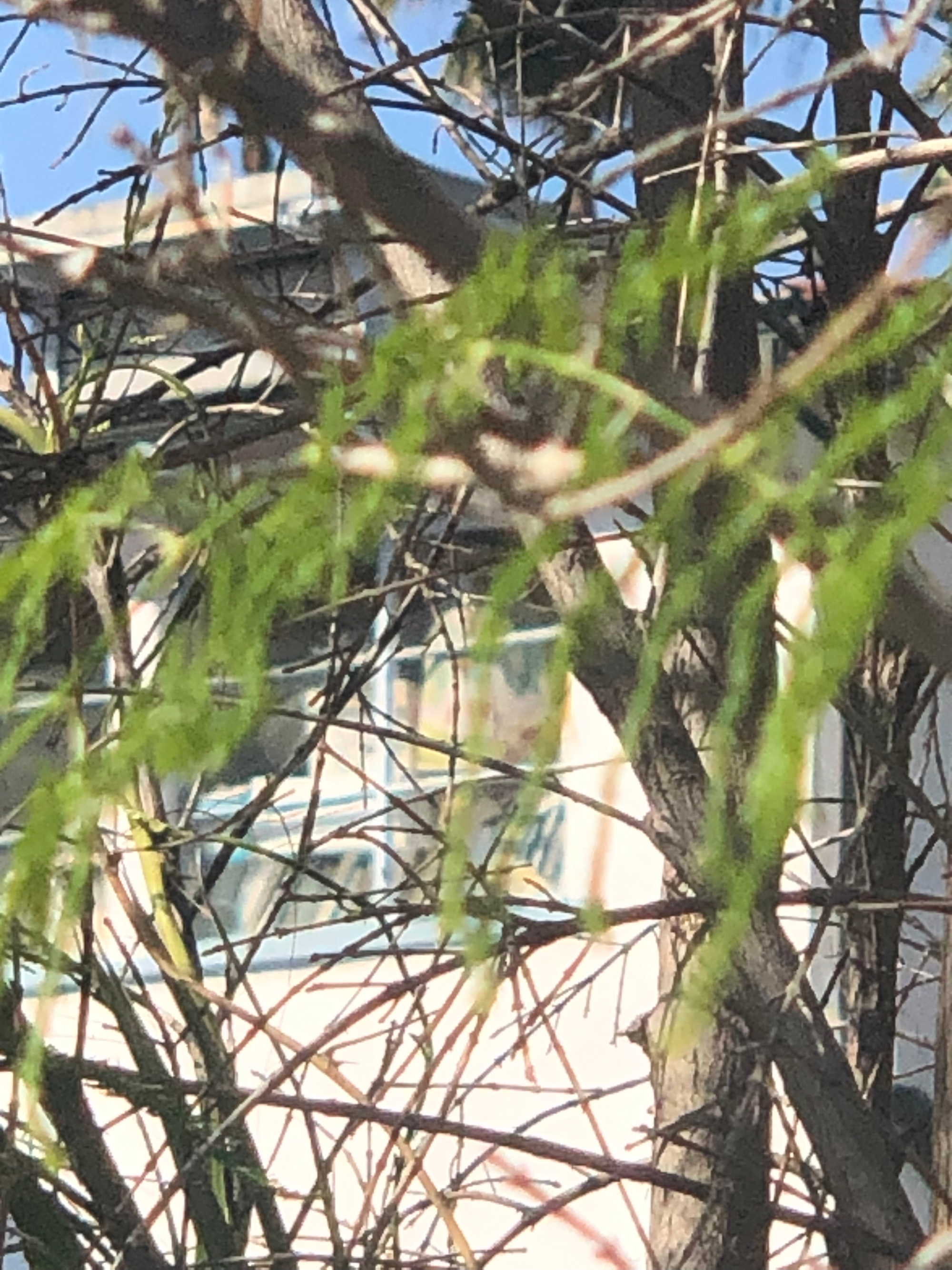 zoomed-in photo of a blue second-story window, stacks of books piled on the sill, taken through a lattice of branches and leaves. taken near the robledo art, strike! headquarters, february 2023, on a bright, sunny day.