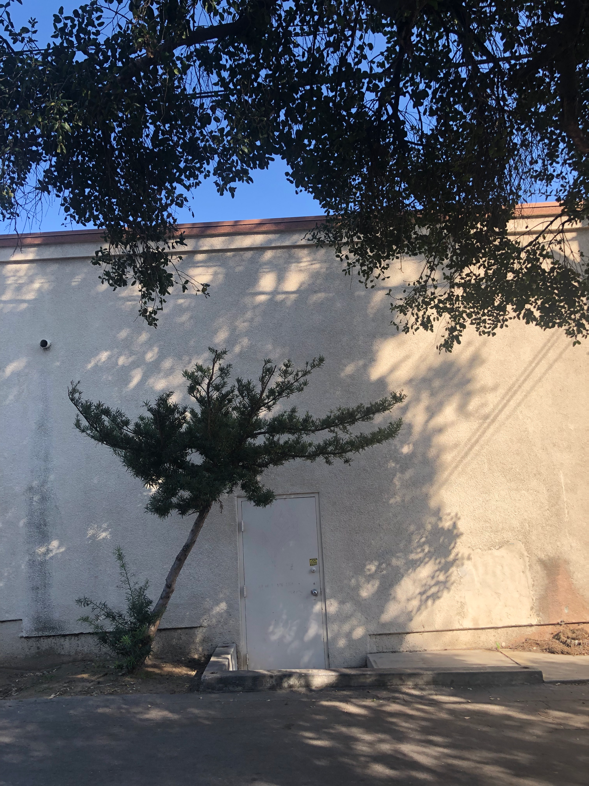 photo of an old white one-story building in front of a pale gray road, a tree looming overhead, entangled with power lines, and a smaller tree leaning at a 45-degree angle over a white metal door. taken near the robledo art, strike! headquarters, february 2023, on a somewhat sunny day as dusk approaches.